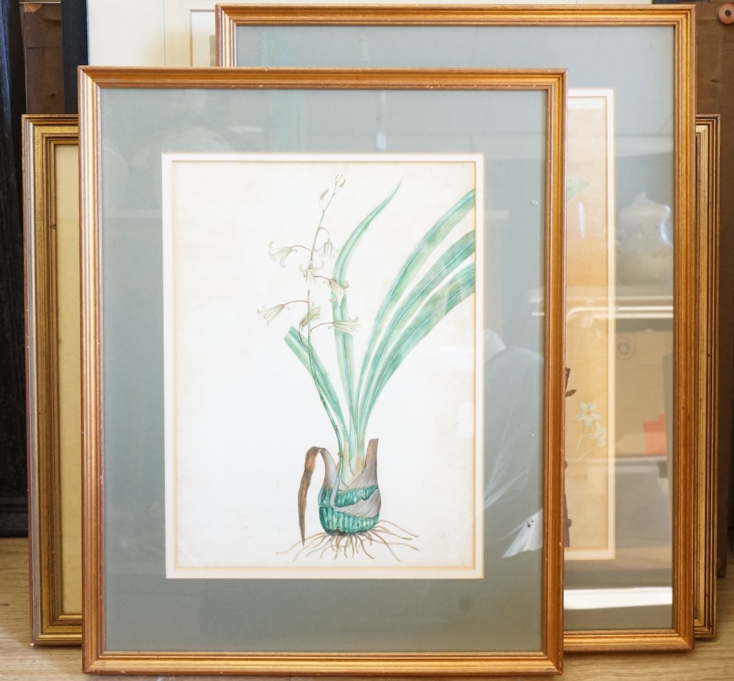 T. Robins (19th. C), pair of botanical interest watercolours, Flowers, together with two other similar examples, largest 45 x 32cm